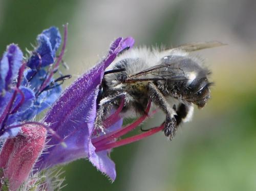 Anthophora plumipes